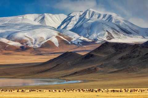 In autumn, livestock graze with the snow-capped peak of Tsast Uul (Tsambagarav) in the Mongol-Altai