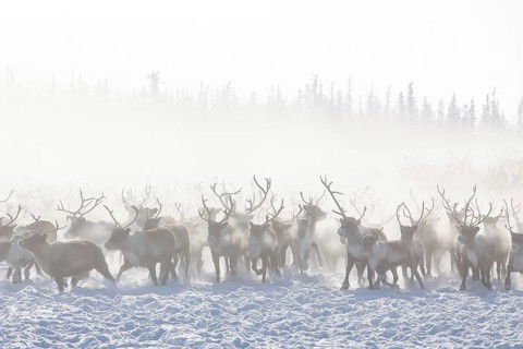 Reindeer (Rangifer tarandus) belonging to the Nenets ethnic group during their winter migration on