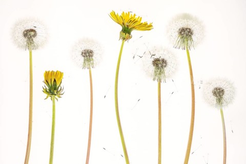 Taràssaco comune (Taraxacum officinale)