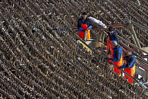 Workers hanging stockfish on wooden racks (hjell) outdoors in winter, Reine village, Lofoten,