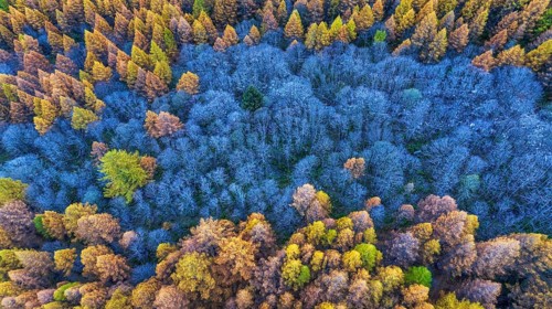 Autumn foliage in Ossola, Piedmont region, northern Italy