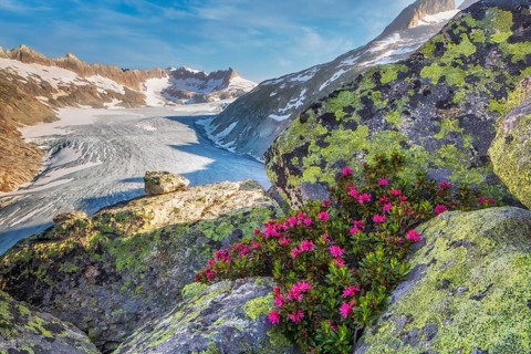Blooming Alpine Rhododendron (Rhododendron ferrugineum), the Alpine Rose, with a view of the Rhone