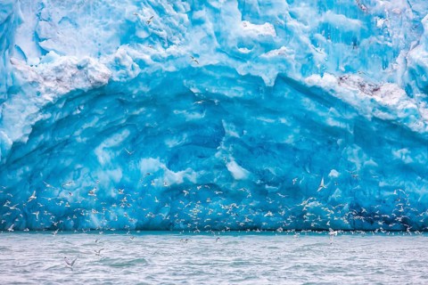 Black-legged kittiwake (Rissa tridactyla) feeding at the Arctic sea near a glacier tongue, Svalbard