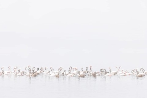 Juvenile and adult Greater Flamingos (Phoenicopterus roseus), Least Concern (LC), floating in
