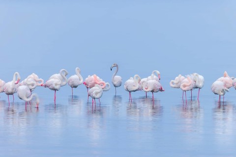 Greater Flamingo (Phoenicopterus roseus), Least Concern (LC), resting in shallow water, Ramsar