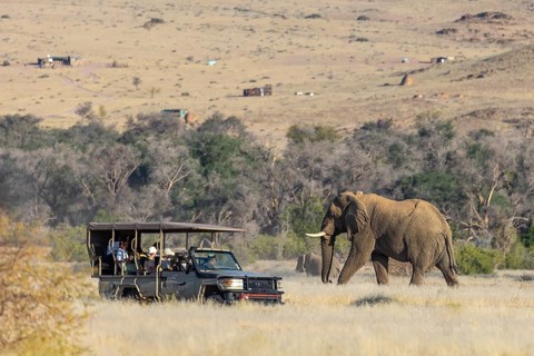 Elephant (Loxodonta africana), the desert adapted elephants, subspecies referred to as Loxodonta