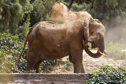 Elephant (Loxodonta africana), the desert adapted elephants, subspecies referred to as Loxodonta