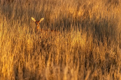 Damara dik-dik (Madoqua damarensis), wide savannah area with tall grasses serving as pasture for