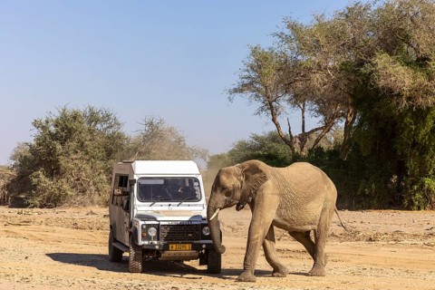 Elephant (Loxodonta africana), the desert adapted elephants, subspecies referred to as Loxodonta
