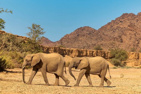 Elephant (Loxodonta africana), the desert adapted elephants, subspecies referred to as Loxodonta