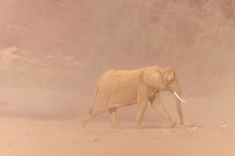 Elephant (Loxodonta africana), the desert adapted elephants, subspecies referred to as Loxodonta