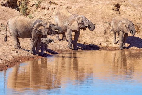 Elephant (Loxodonta africana), the desert adapted elephants, subspecies referred to as Loxodonta