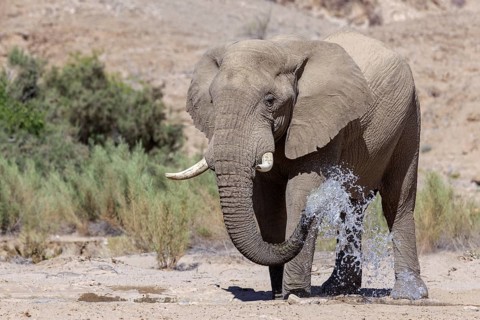 Elephant (Loxodonta africana), the desert adapted elephants, subspecies referred to as Loxodonta