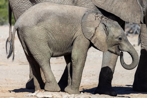 Elephant (Loxodonta africana), the desert adapted elephants, subspecies referred to as Loxodonta