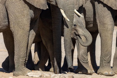 Elephant (Loxodonta africana), the desert adapted elephants, subspecies referred to as Loxodonta