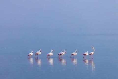 Greater Flamingo (Phoenicopterus roseus), Least Concern (LC), feeding in shallow water, Ramsar