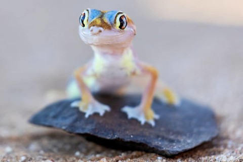 Palmatogecko (Pachydactylus rangei), perched on a rock, Namib desert, Namibia