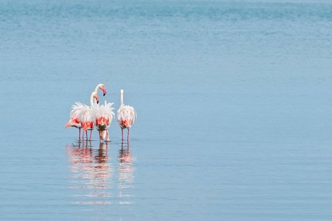 Greater Flamingo (Phoenicopterus roseus), Least Concern (LC), feeding in shallow water, Ramsar