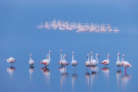 Greater Flamingo (Phoenicopterus roseus), Least Concern (LC), feeding in shallow water, Ramsar