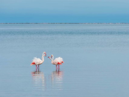 Greater Flamingo (Phoenicopterus roseus), Least Concern (LC), feeding in shallow water, Ramsar