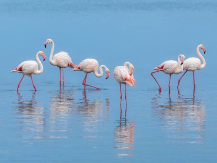 Greater Flamingo (Phoenicopterus roseus), Least Concern (LC), feeding in shallow water, Ramsar