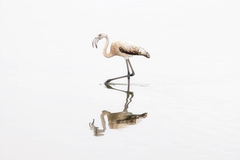Juvenile Greater Flamingo (Phoenicopterus roseus), Least Concern (LC), feeding in shallow water,