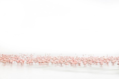 Lesser Flamingo (Phoenicopterus minor), Near Threatened, resting in shallow water, Ramsar site,
