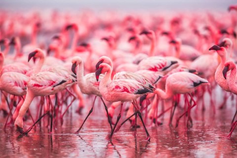 Lesser Flamingo (Phoenicopterus minor), Near Threatened, feeding in shallow water, Ramsar site,