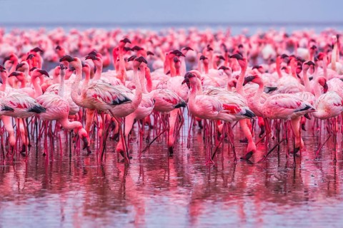 Lesser Flamingo (Phoenicopterus minor), Near Threatened, feeding in shallow water, Ramsar site,