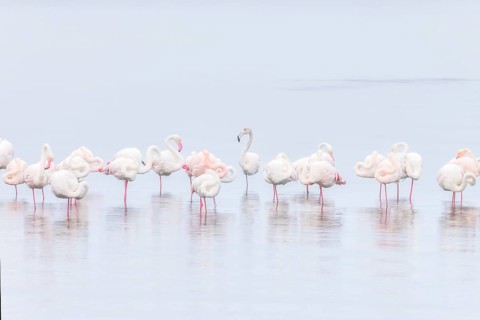 Walvis bay, Greater flamingos (Phoenicopterus roseus) resting and wading in shallow waters, Walvis