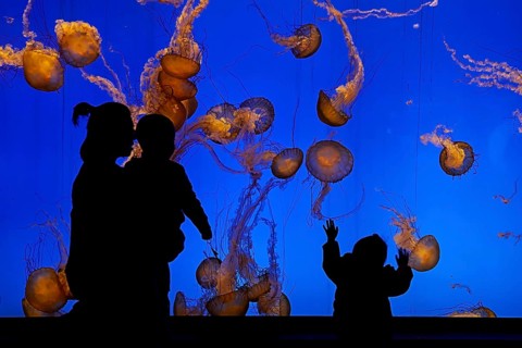 Shanghai Aquarium, women with two children observing jellyfish, Shanghai, China, Asia