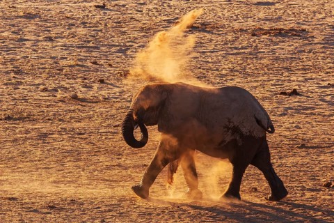 Elephants (Loxodonta africana), an elephant taking a dust bath, endangered species, Red List IUCN,