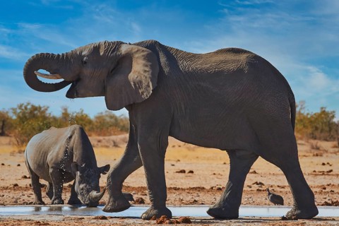 Elephant (Loxodonta africana) endangered species, Red List IUCN and white rhinoceros (Ceratotherium