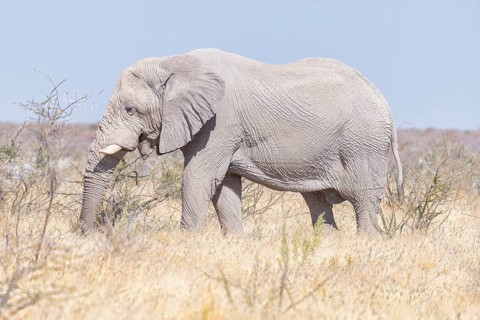 Elephants (Loxodonta africana), male elephant feeding, endangered species, Red List IUCN, Etosha