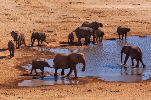 Elephants (Loxodonta africana), herd drinking at a waterhole, endangered species, Red List IUCN,