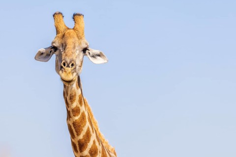 Giraffe (Giraffa camelopardalis), portrait, Vulnerable species (IUCN Red List), Etosha National