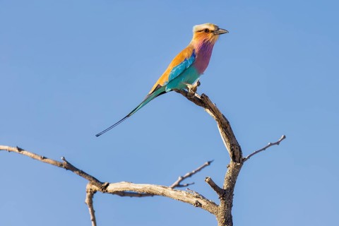 Lilac-breasted roller (Coracias caudatus), resting on a branch, Etosha National Park, Namibia