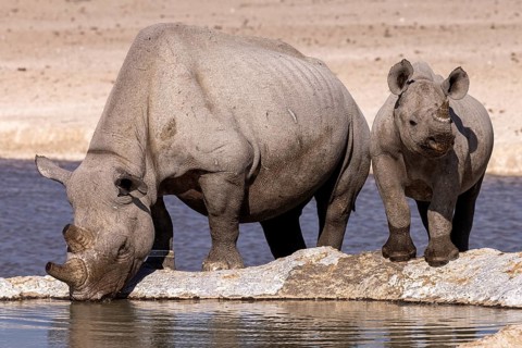 White rhinoceros (Ceratotherium simum), mother with calf at a waterhole, Near Threatened species,
