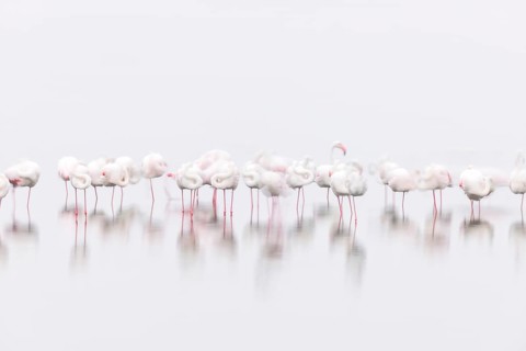 Greater Flamingo (Phoenicopterus roseus), Least Concern (LC), feeding in shallow water, Ramsar