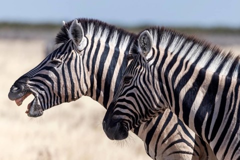 Plains zebra (Equus quagga), portrait of two plains zebra, Etosha National Park, Namibia
