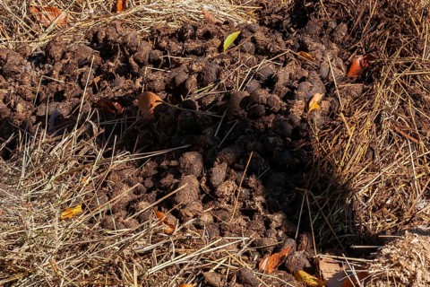 Close-up of fresh manure mixed with leaves and straw and used as organic fertilizer for growing