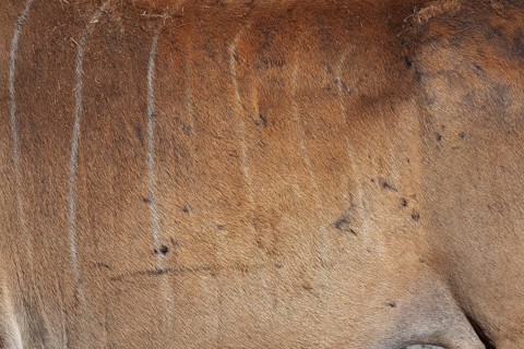Close-up of nuanced light brown and tan short hair animal hide with grey linear striped patterns,