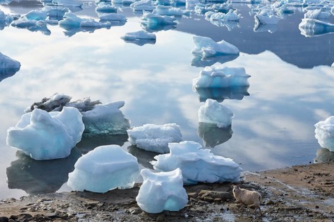 A sheep walking along the shore of the iceberg filled Eqaluit Iluat fjord, South Greenland,