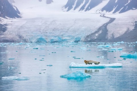 Bearded seals (Erignathus barbatus) resting on an ice floe, Svalbard (Spitsbergen), Arctic, Norway