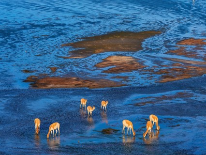 Laguna Colorada, Wild vicuñas (Vicugna vicugna) grazing in the wetlands, Los Lípez Ramsar Wetland,