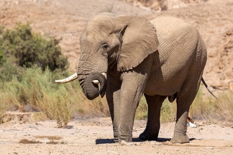 Elephant (Loxodonta africana), the desert adapted elephants, subspecies referred to as Loxodonta