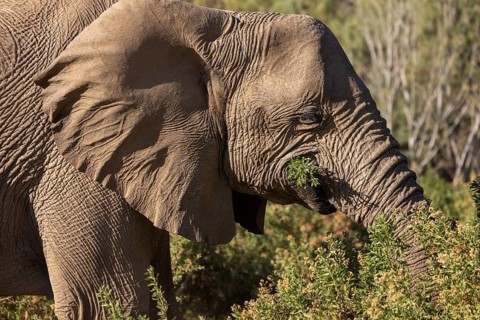 Elephant (Loxodonta africana), the desert adapted elephants, subspecies referred to as Loxodonta