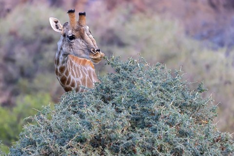 Giraffe (Giraffa camelopardalis), feeding on bushes, Hoanib Riverbend, ephemeral river, Kunene