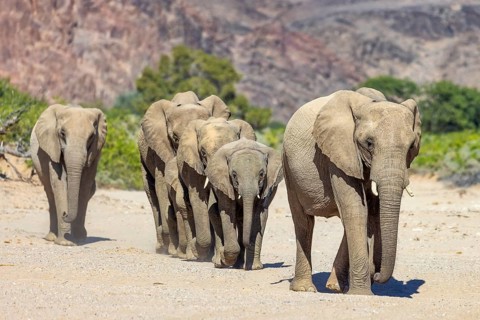 Elephant (Loxodonta africana), the desert adapted elephants, subspecies referred to as Loxodonta