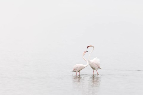 Greater Flamingo (Phoenicopterus roseus), Least Concern (LC), Two flamingos interacting, Ramsar